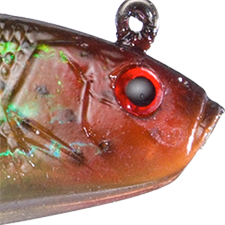 Sea Trout