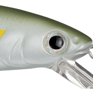 Sexy Blue Back Herring