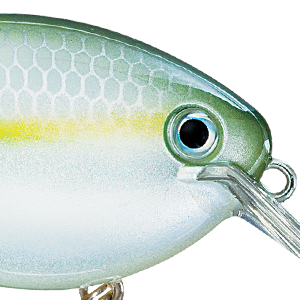 Sexy Blue Back Herring
