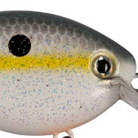 Sexy Shad