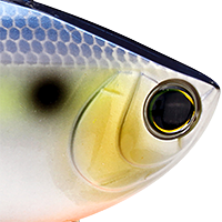 Sexy Shad