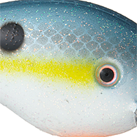 Sexy Shad
