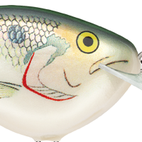 Shad