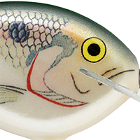 Shad