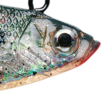Shad