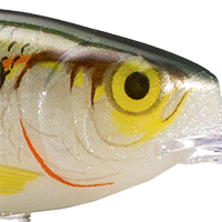 Shad