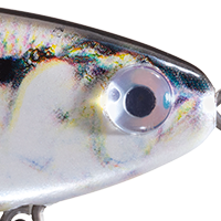 Shad