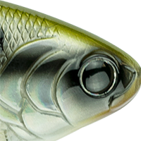 Shad Burst