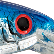 Silver Flash Blue Back