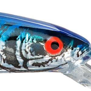 Silver Flash Blue Back