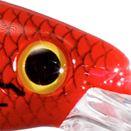 Silver Flash Red Head