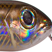 Silver Mullet