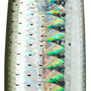 Silver Mullet