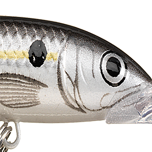 Silver Shad
