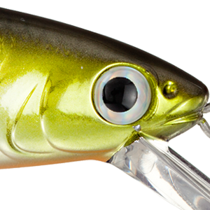 Silver Tennessee Shad