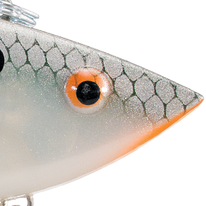 Silver Tennessee Shad