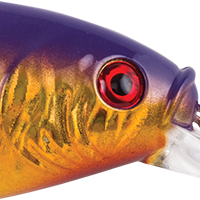 Slick Purple Bengal