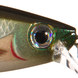 Smelt