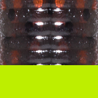 Smoke/Blk,Copper Flk/Lemon Tip