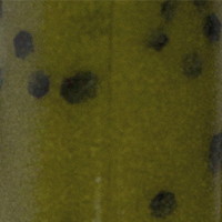 Soft Green Pumpkin