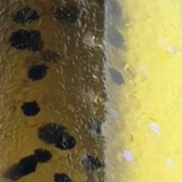Sour Pickle