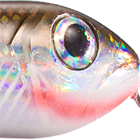 Speckled Trout