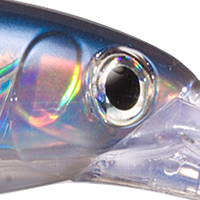 Spotted Minnow