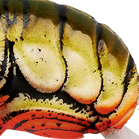 Stream Crawfish