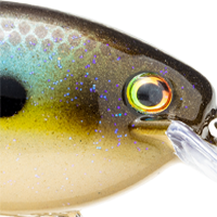 Summer Sexy Shad