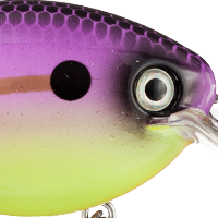 Sunrise Shad