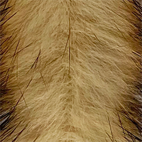Tan Brown