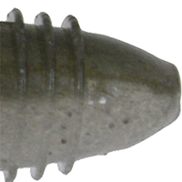 Tennessee Shad