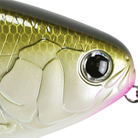 Tennessee Shad