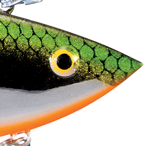 Tennessee Shad Chrome