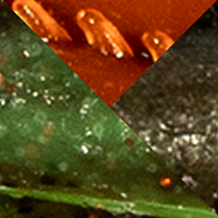 The Deal,Coppertrs,Grn Pkn/Org