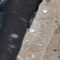 Threadfin Shad
