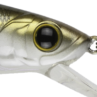 Threadfin Shad