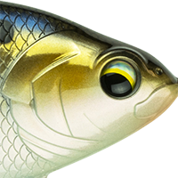 Threadfin Shad