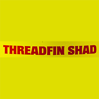 Threadfin Shad