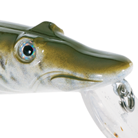 Tiger Musky