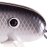 UV Whitefish