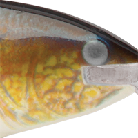 Walleye