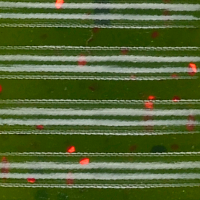 Watermelon/Red Flake