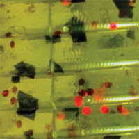 Watermelon/Red Flake