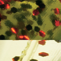 Watermelon/Red Flake