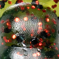 Watermelon/Red Flake