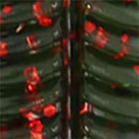 Watermelon/Red Flake