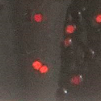 Watermelon/Red Flake