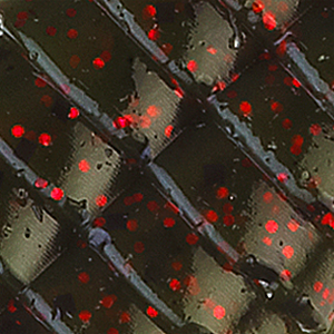 Watermelon/Red Flake