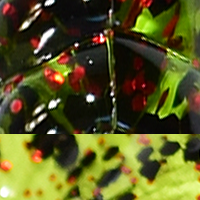 Watermelon/Red Flake